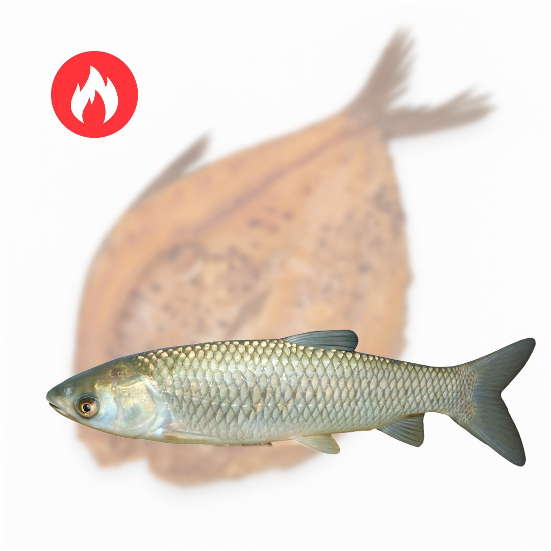 karsto rukymo isklotine amuras Karšto rūkymo išklotinė (amūras) - Image 1