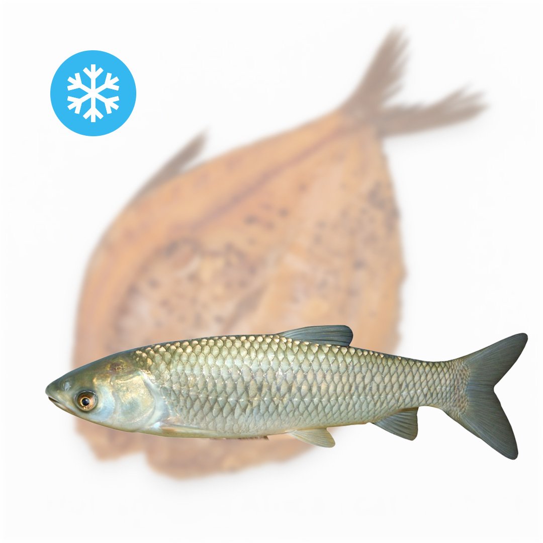 salto rukymo isklotine amuras Šalto rūkymo išklotinė (amūras) - Image 1