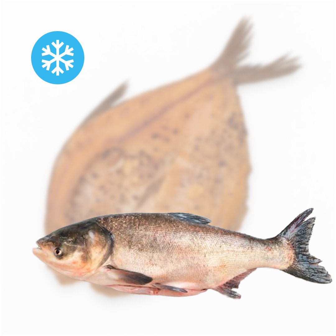 salto rukymo isklotine placiakaktis Šalto rūkymo išklotinė (plačiakaktis) - Image 1